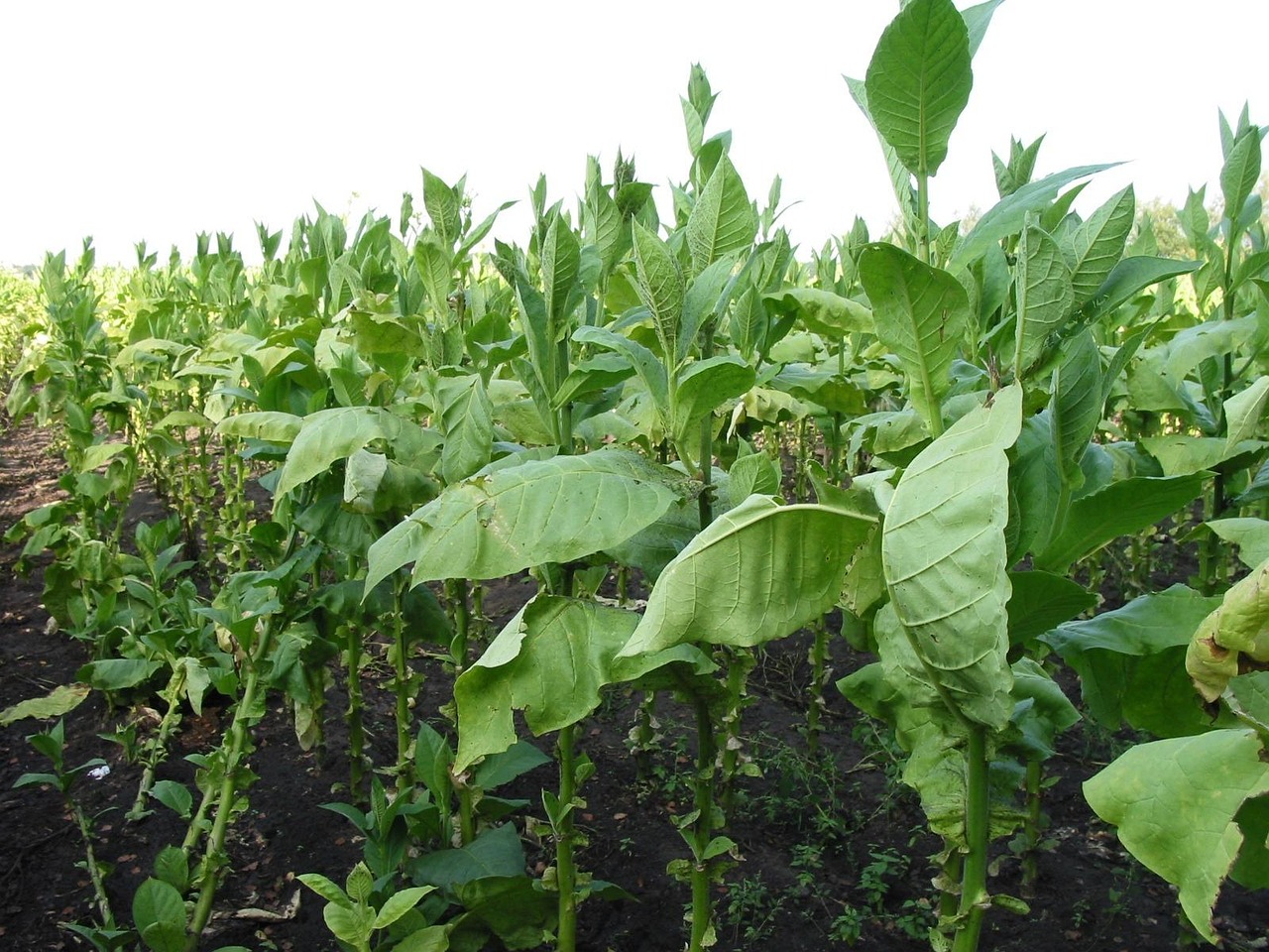Rows of tobacco plants in a field