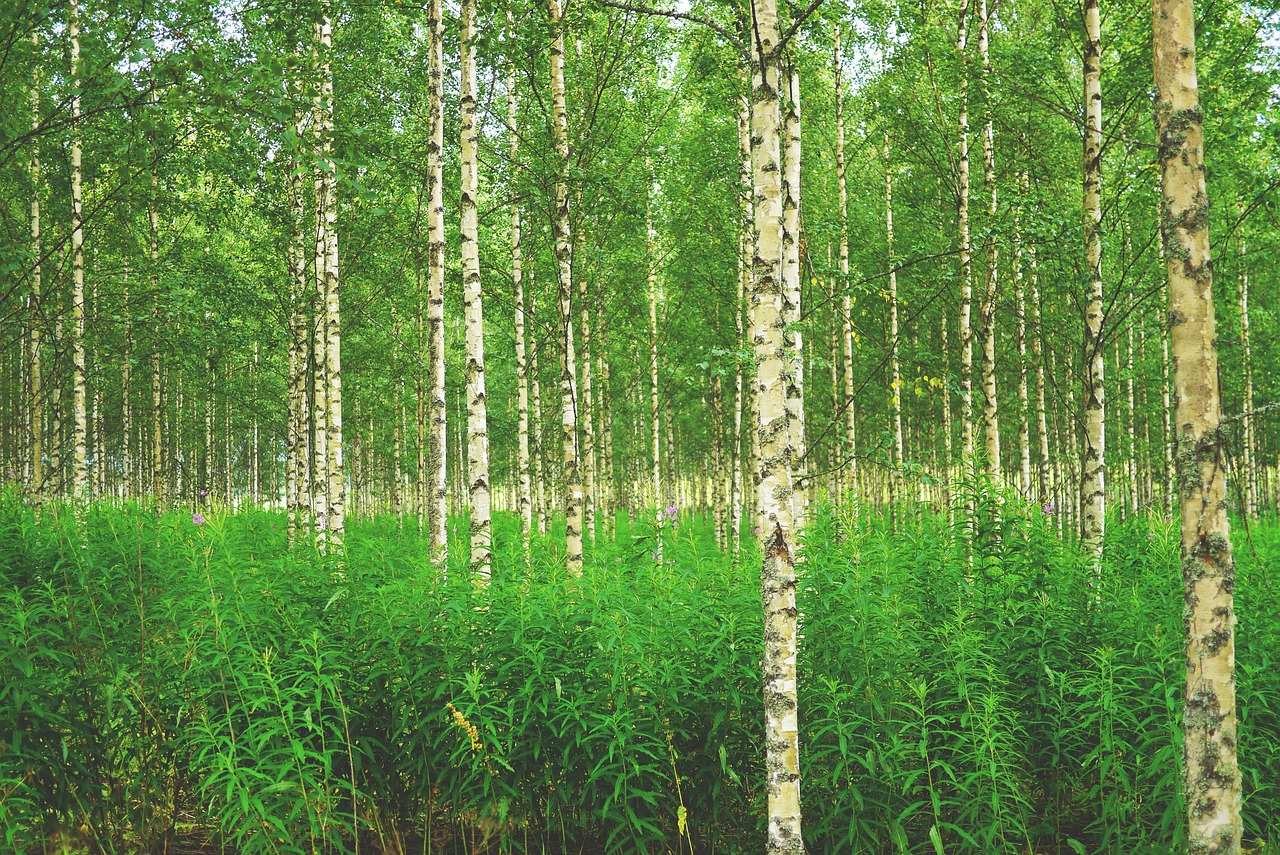 The birch woods that supplied Chuvash craft