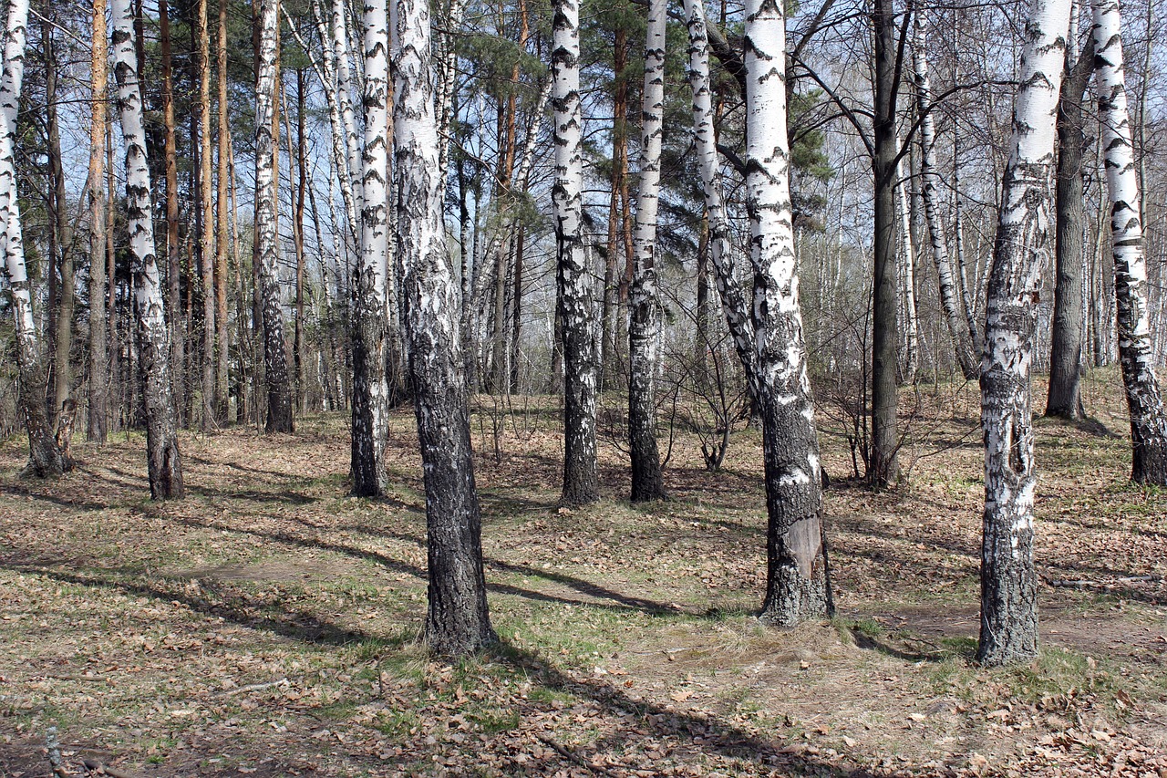 The oak woods, once home to Chuvash sacred groves