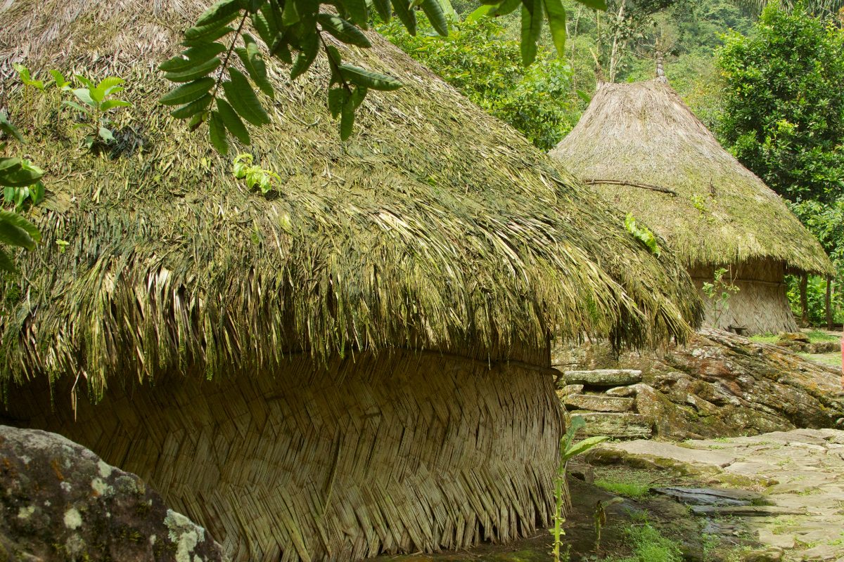 The jungle trail leading trekkers toward Ciudad Perdida, Colombia