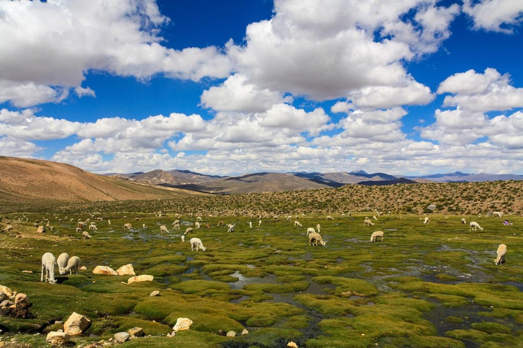Alpaca fiber, the raw material of Aymara weaving