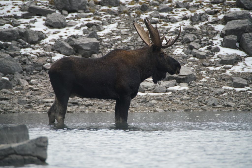 Animals such as the moose hold deep spiritual as well as practical importance.