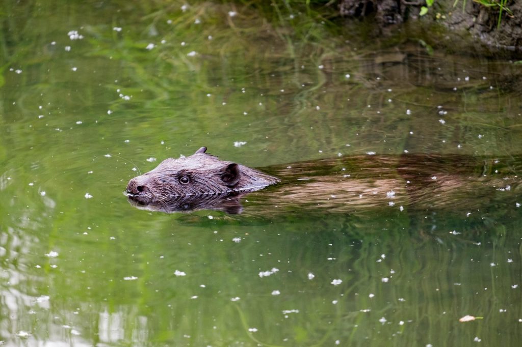 The fur trade in beaver pelts reshaped Cree economic and treaty relationships for centuries.