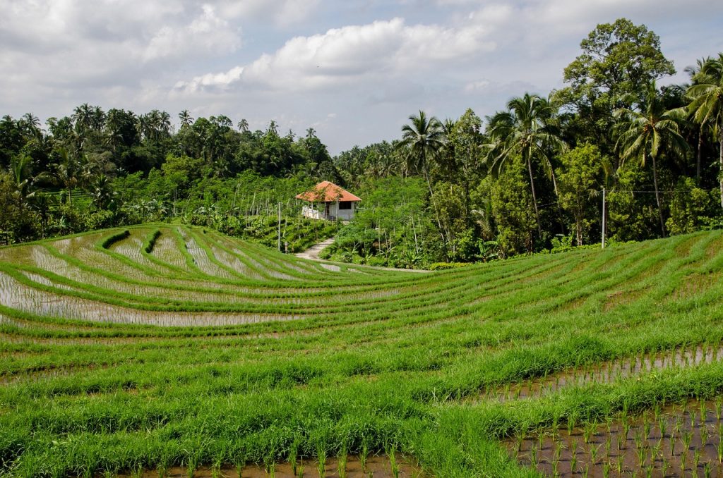 Wet-rice farming in the fertile valleys sustained Dai life.