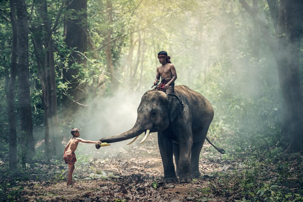 The Dai homeland, land of elephants and rainforest, draws the world.