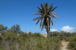 Palm tree birthplace of Apollo