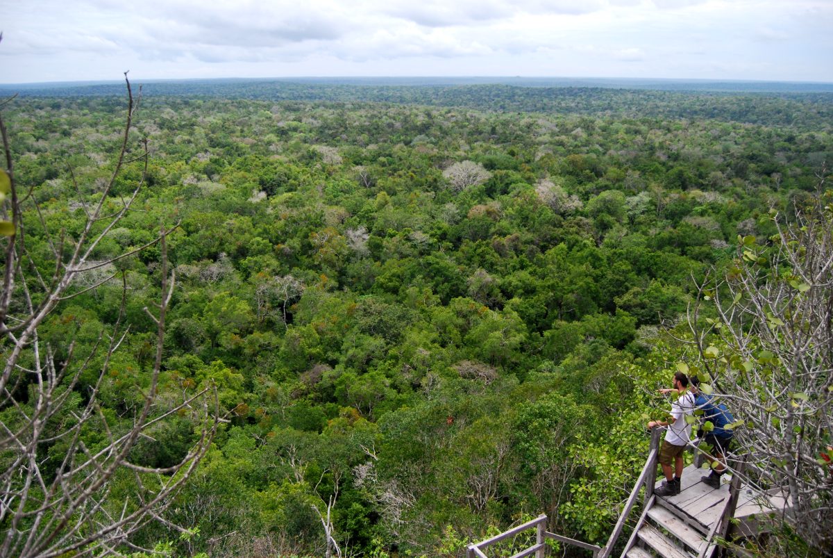 View across the rainforest canopy from the summit of La Danta at El Mirador