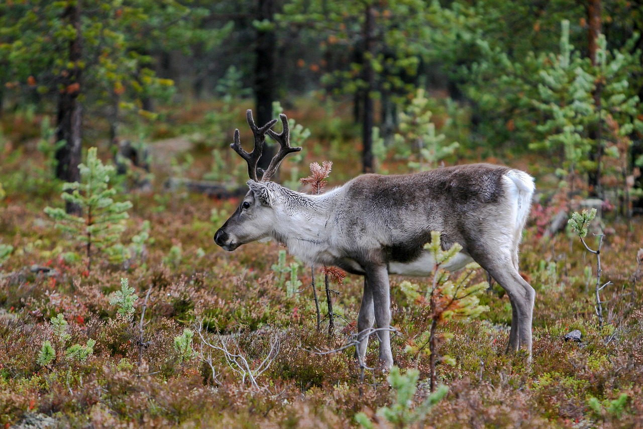 A reindeer in the taiga