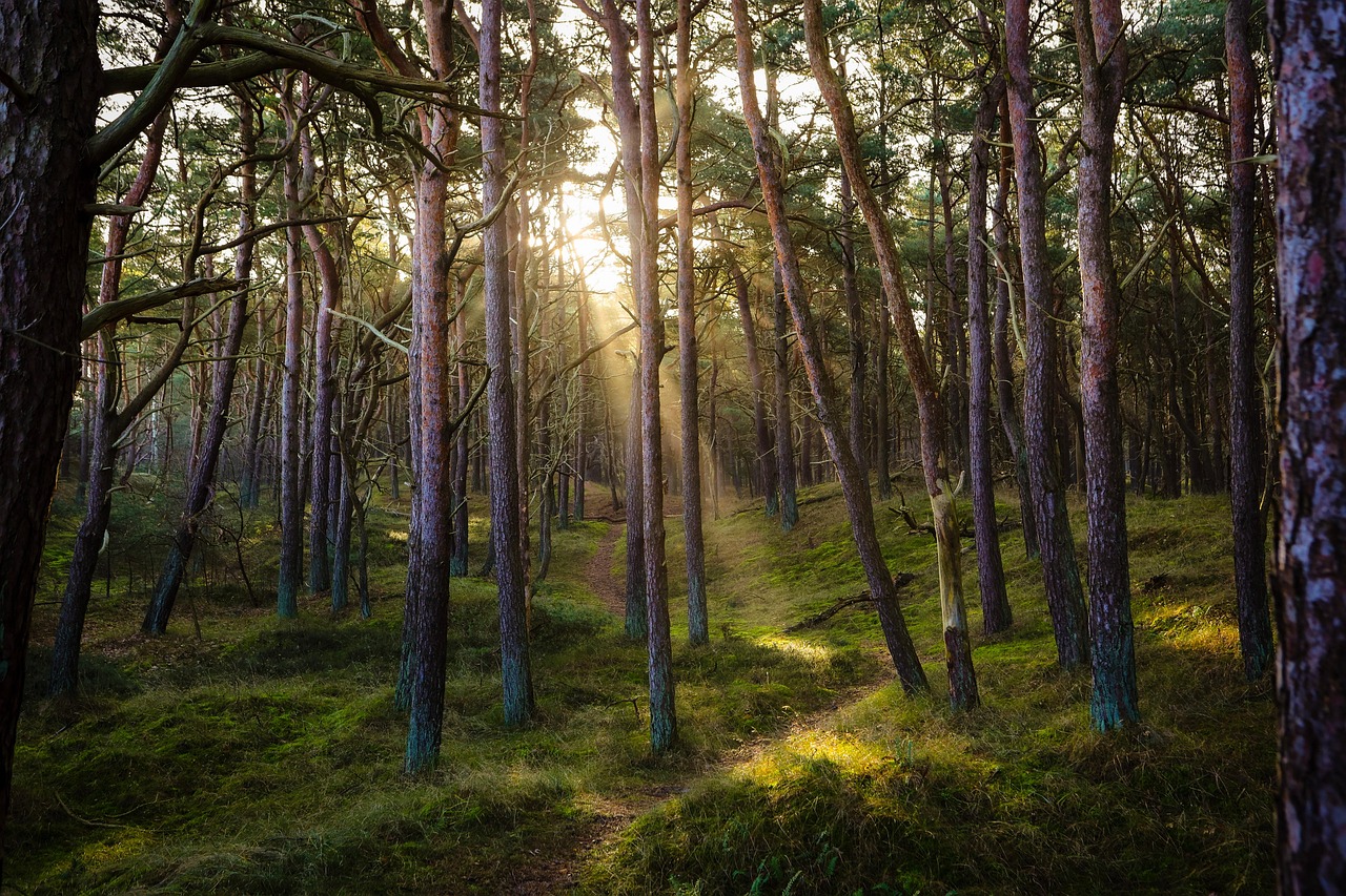The endless forests of the taiga