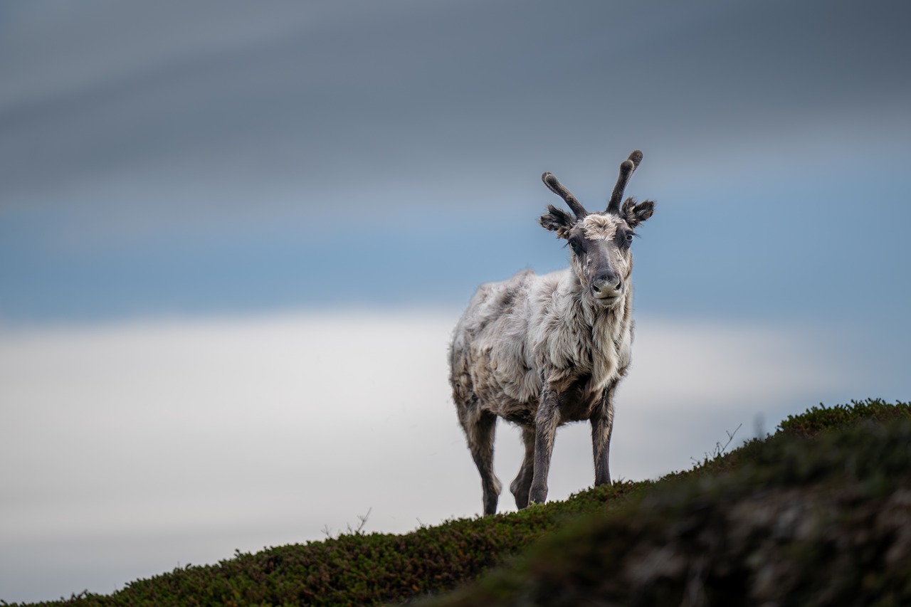The reindeer, companion of the Evenki