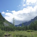 Siberian taiga wilderness