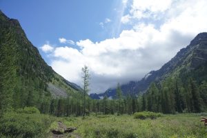 Siberian taiga wilderness