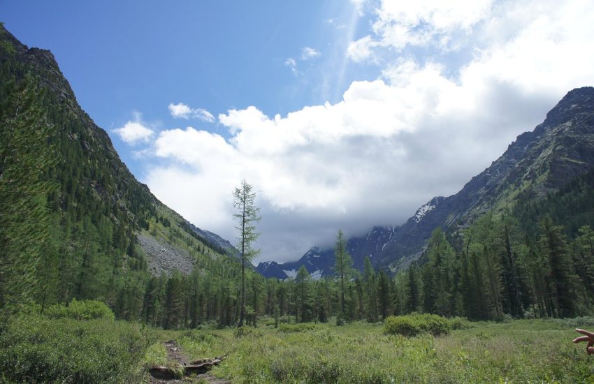 Siberian taiga wilderness