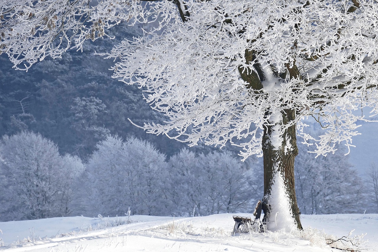 The long winter of the Siberian forest
