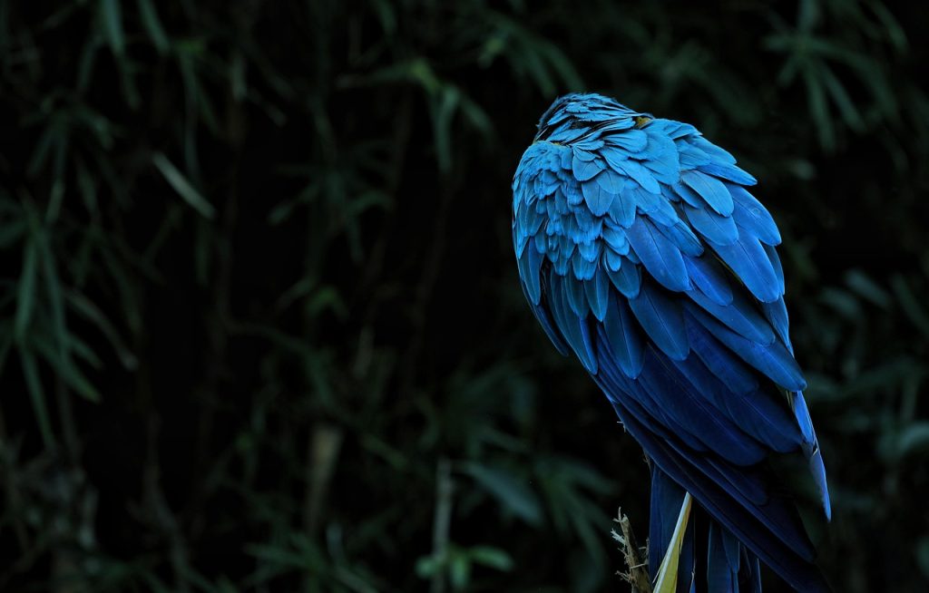 Vivid birds of the region often featured in Guarani featherwork and festival dress