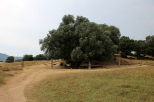 The row of five great menhirs standing beneath an old olive tree