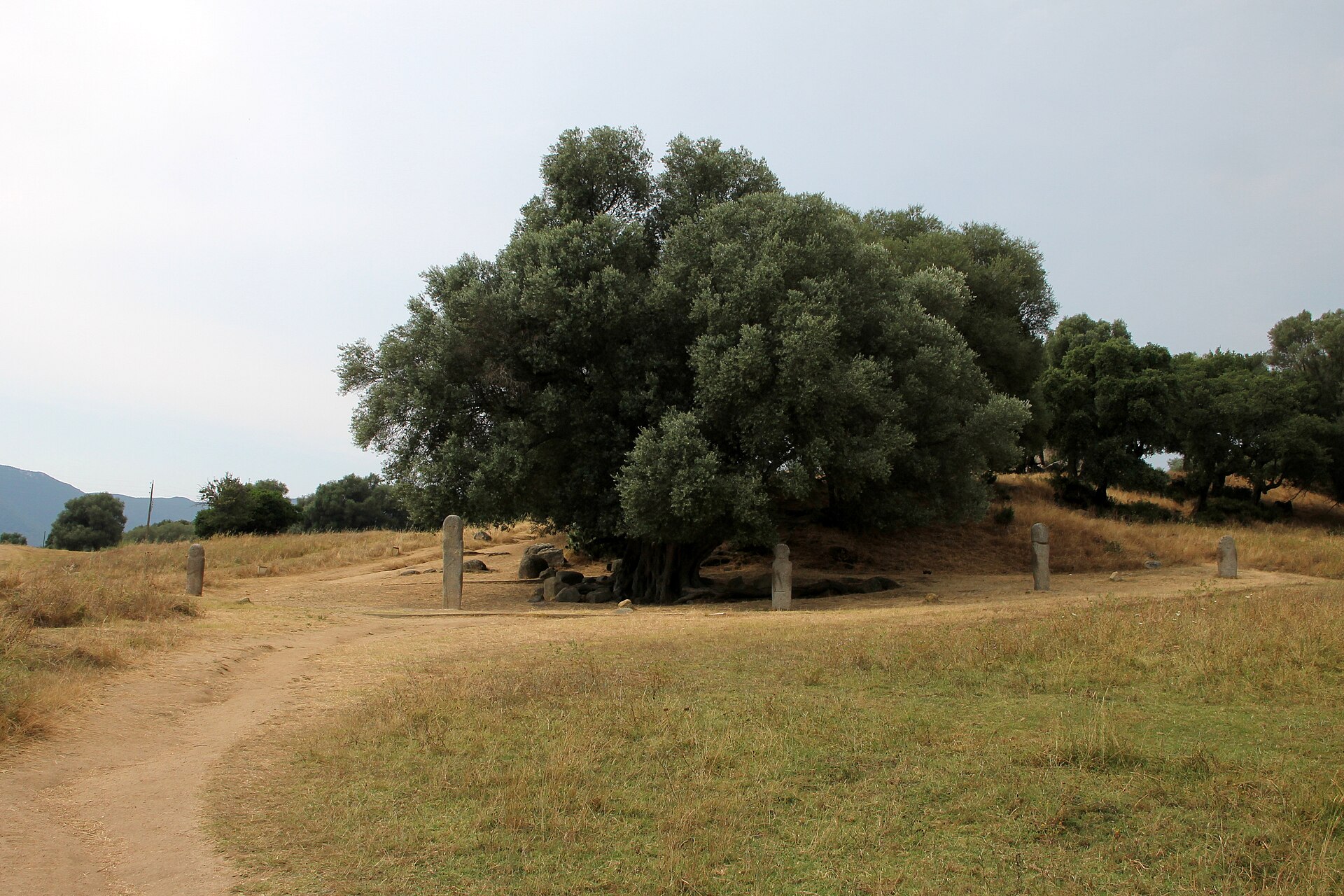 The row of five great menhirs standing beneath an old olive tree