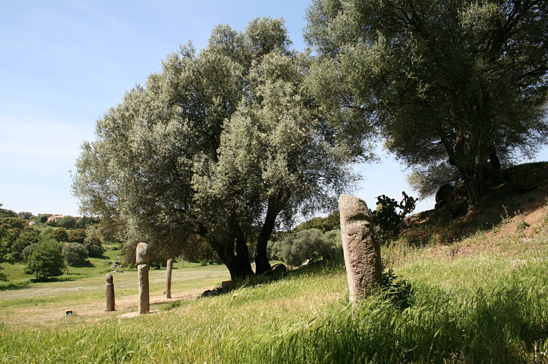 A group of statue-menhirs lined up for the visitor to study