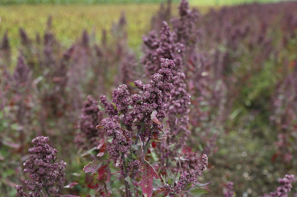 Quinoa, a staple grain cultivated in the Andes for millennia