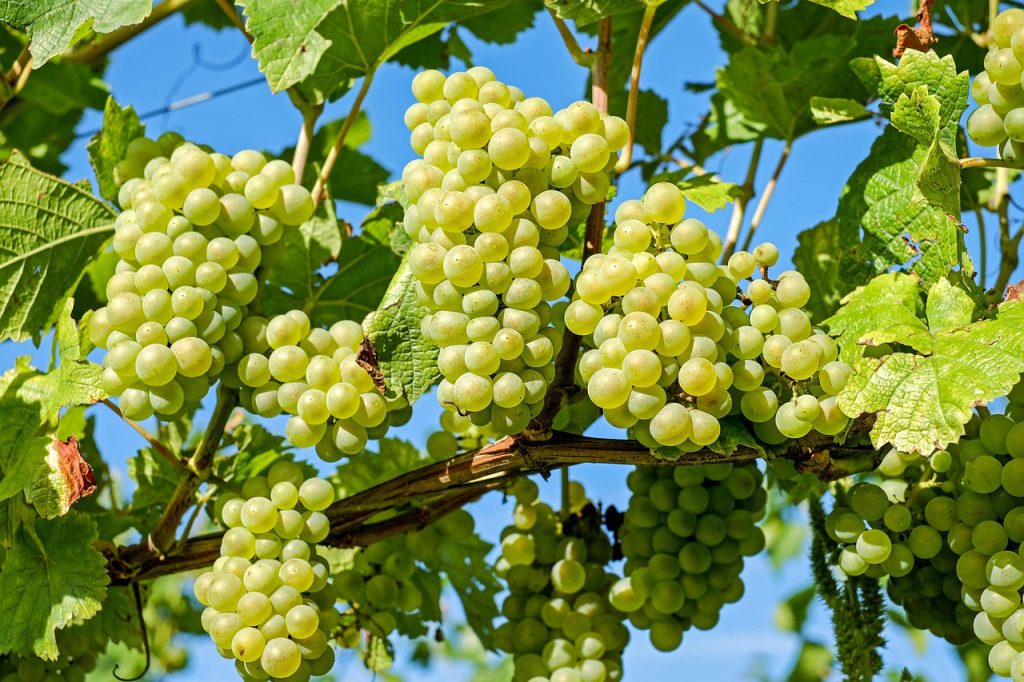 Grapes grown in valleys long farmed by Diaguita descendants, now famous for pisco