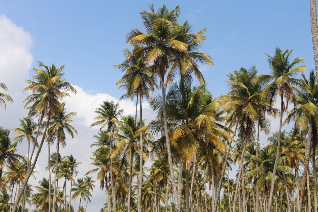 Coconuts have long served as both food staple and traditional currency for the Guna