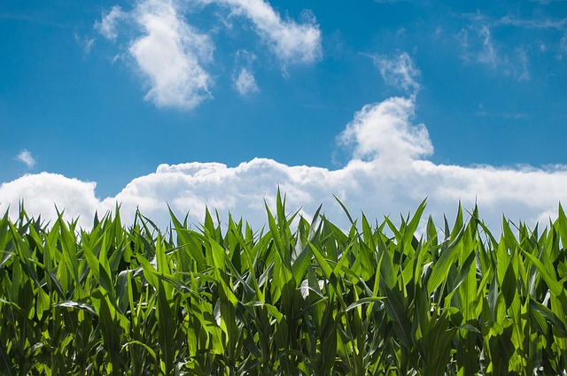 Maize, beans, and squash grown on small mountain plots form the base of the traditional Rarámuri diet.