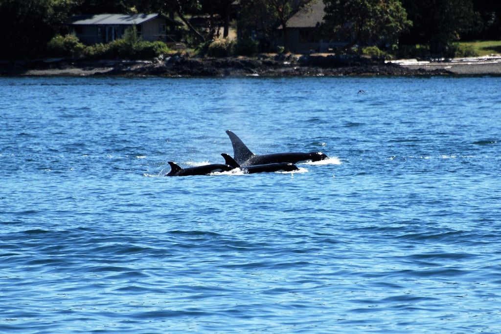 The orca is one of the most important crest animals in Haida spiritual life.