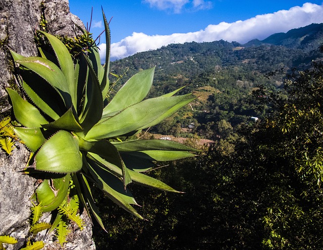 The semi-arid highlands typical of the Mezquital Valley, part of the historic Otomi homeland