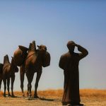 A camel caravan