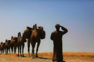 A camel caravan