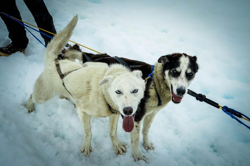 Dog sled races remain a highlight of community gatherings across the Arctic.
