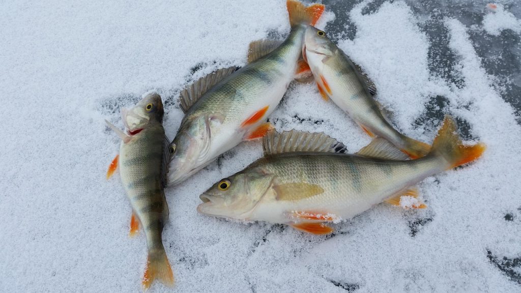 Fishing through the ice remains an important food source in many Inuit communities.