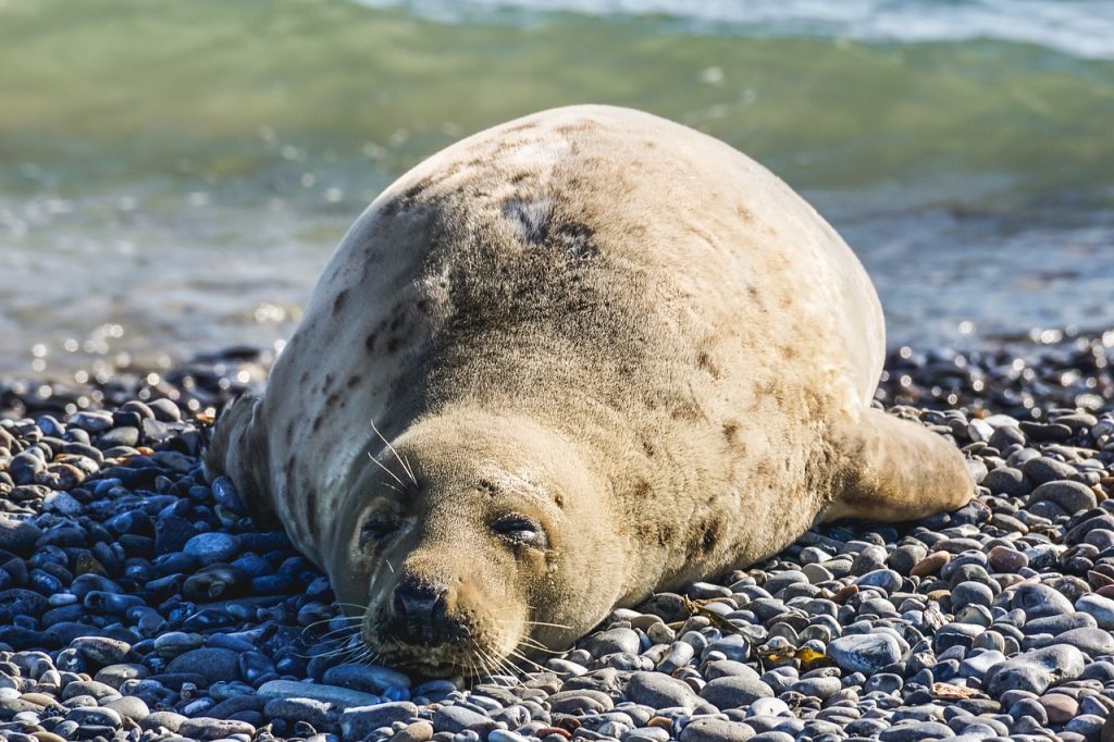 Seal hunting long provided food, fuel, and clothing material for Inuit families.