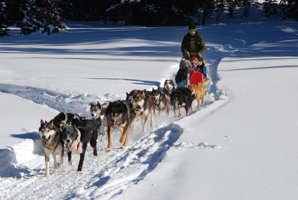 Extended family groups traveled and hunted together across the Arctic seasonally.
