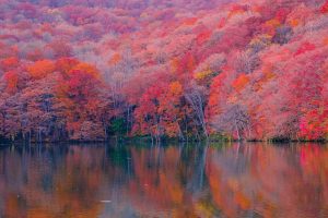 autumn forest