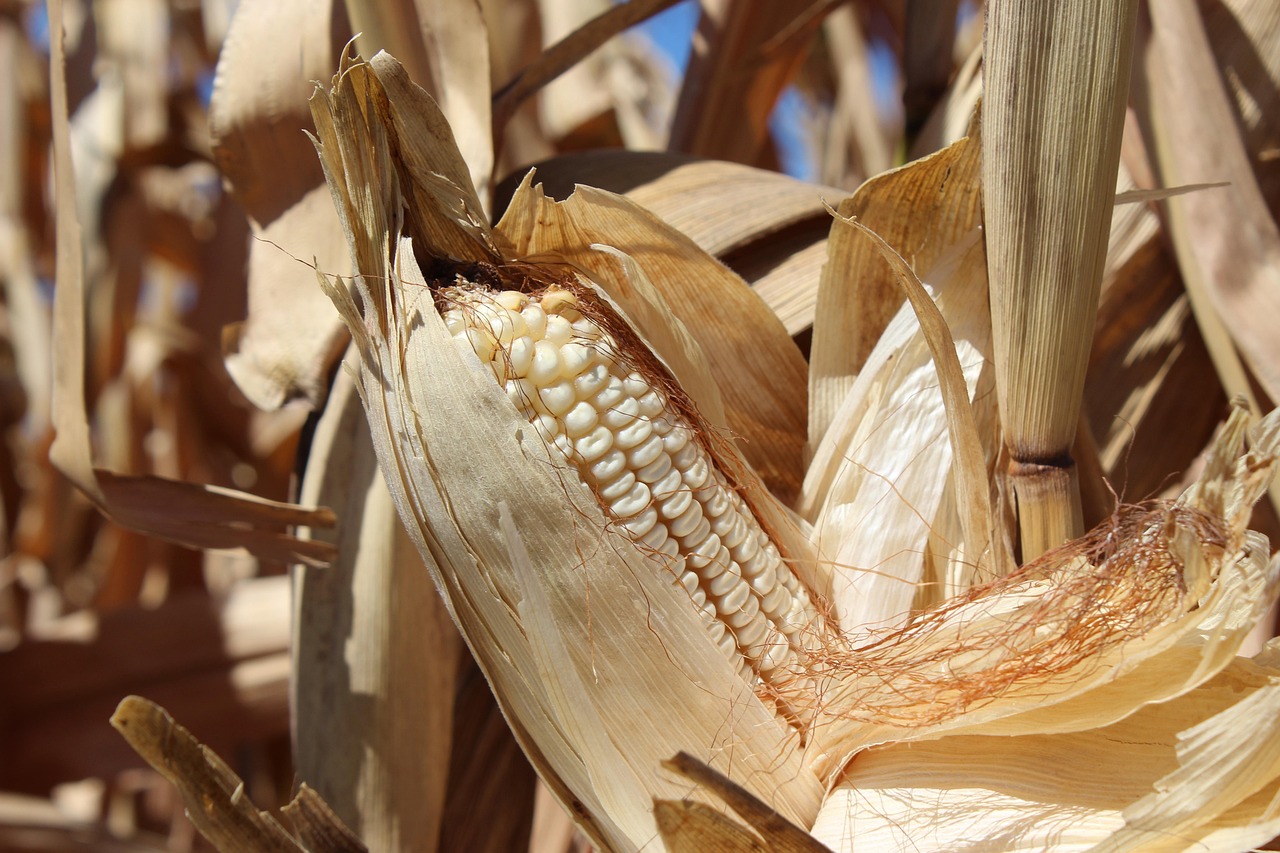 Dried maize cobs, the Ixil staple