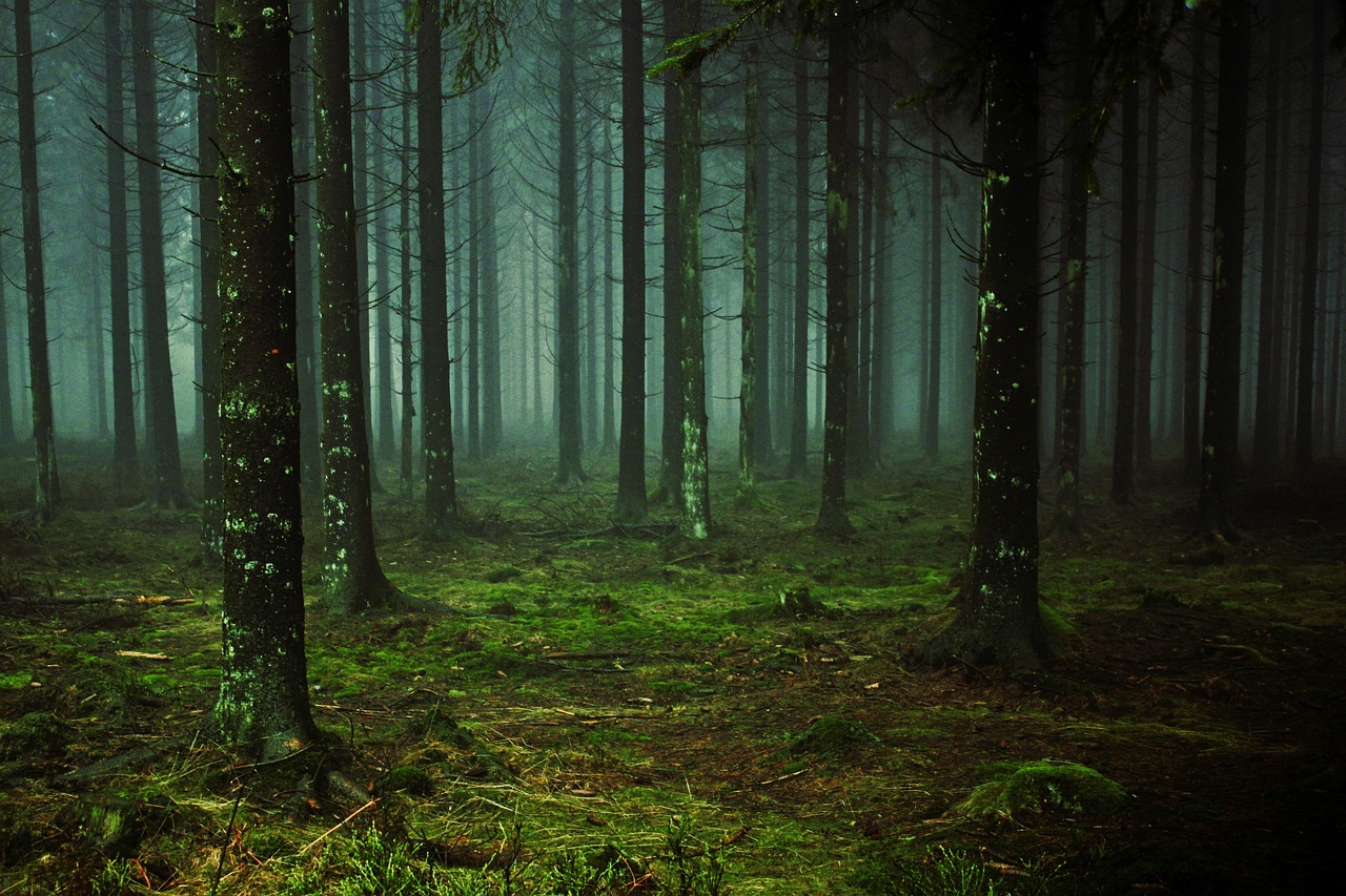The forests that fed the Karelian table