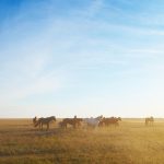 Wide open steppe of Central Asia