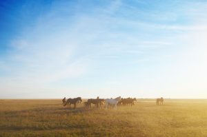 Wide open steppe of Central Asia