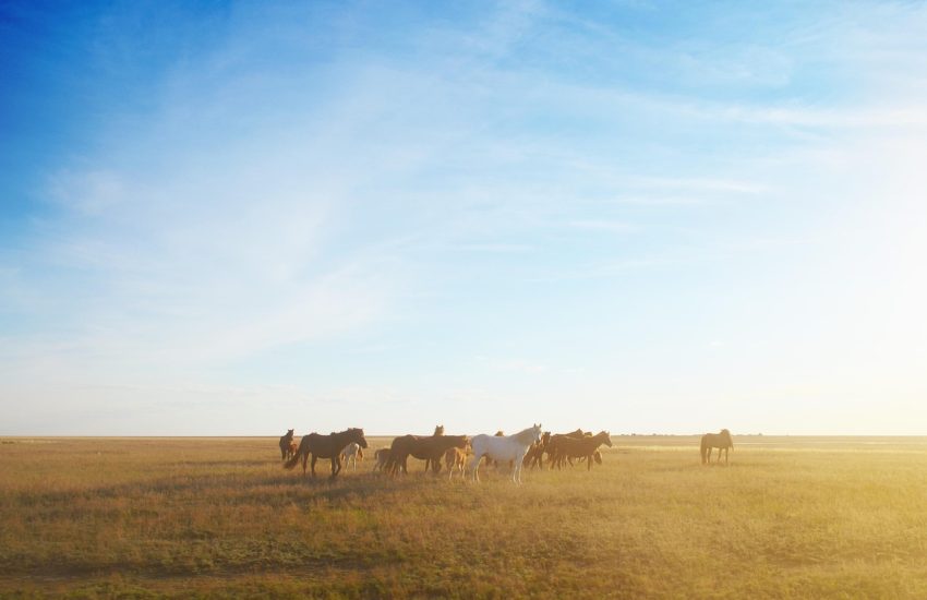 Wide open steppe of Central Asia