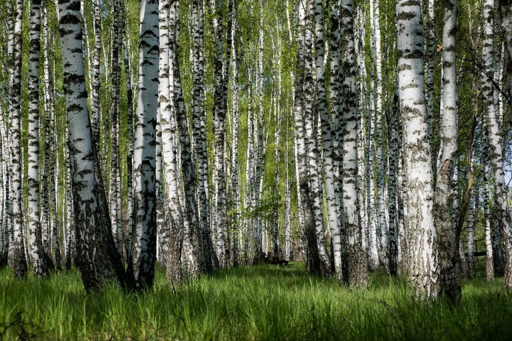 Birch grove of the northern forest