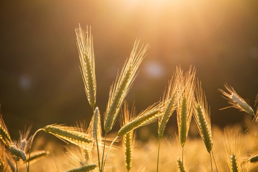 Golden ears of rye, the grain of northern bread