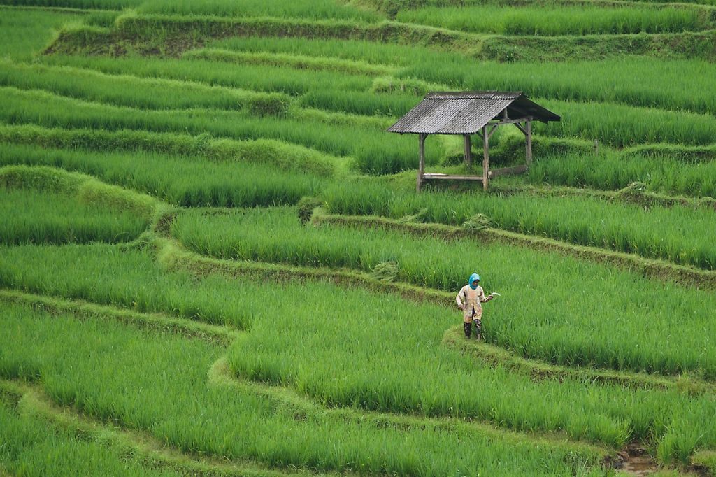 Rice paddies in the northeast, the landscape the Korean settlers made their own.