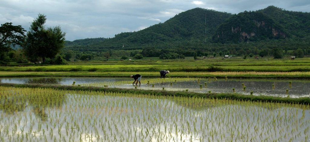 Wet-rice farming, the skill the Koreans carried across the river into China.