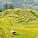 Forested mountains of the Korean peninsula
