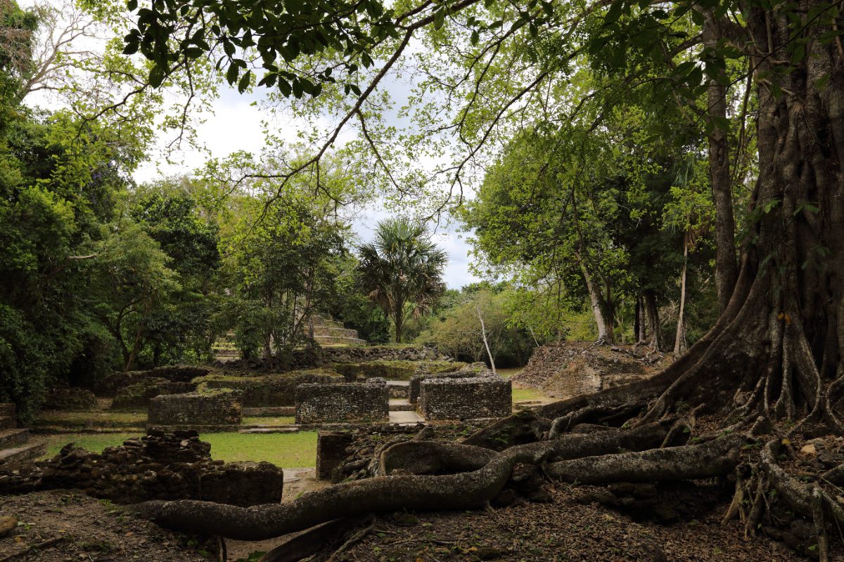 Remains of an elite residential complex at the Lamanai archaeological site