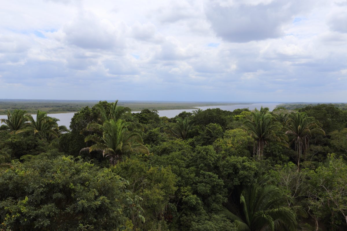 Maya ruins emerging from the jungle canopy at Lamanai