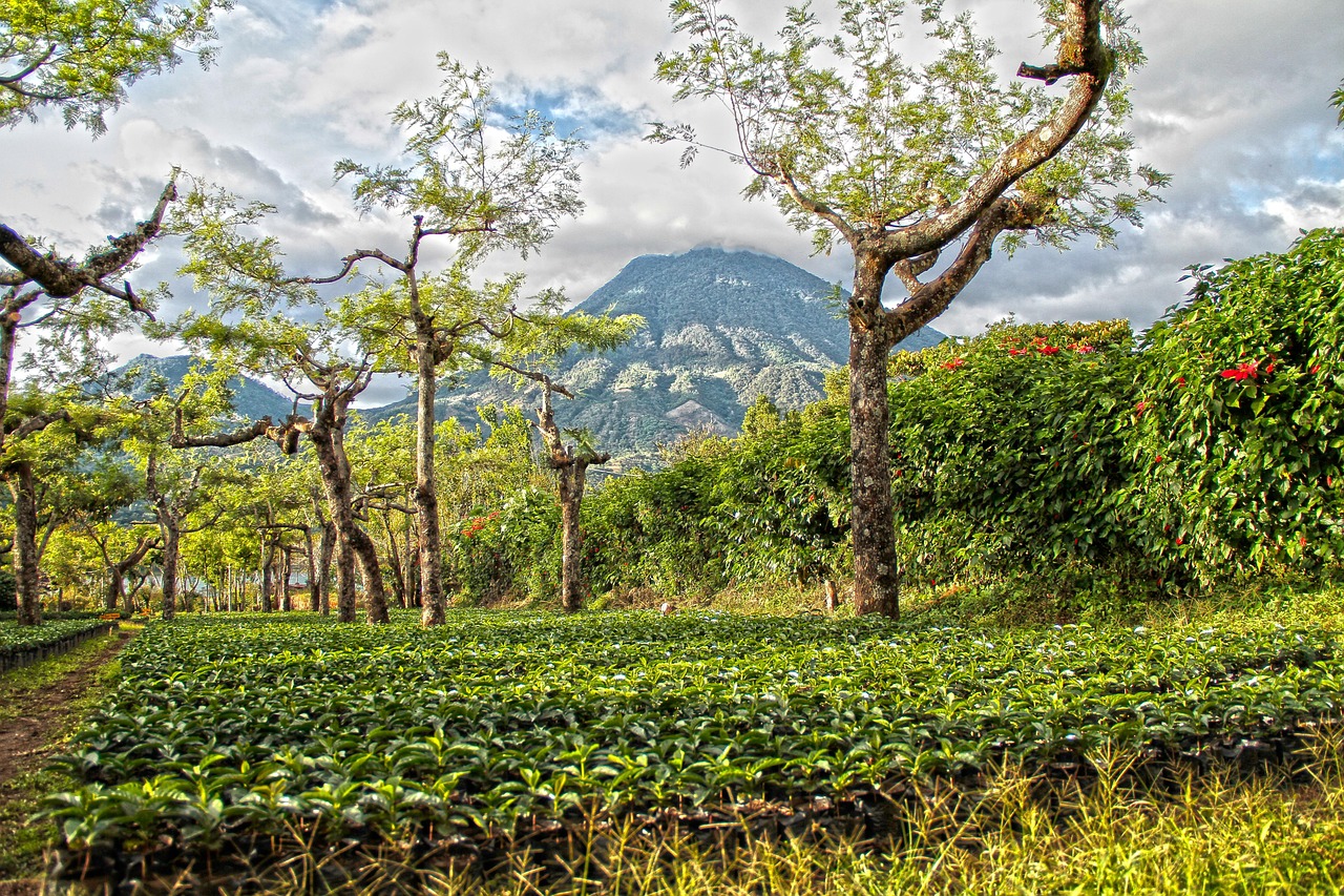 Pine-clad mountains define the Lenca country.