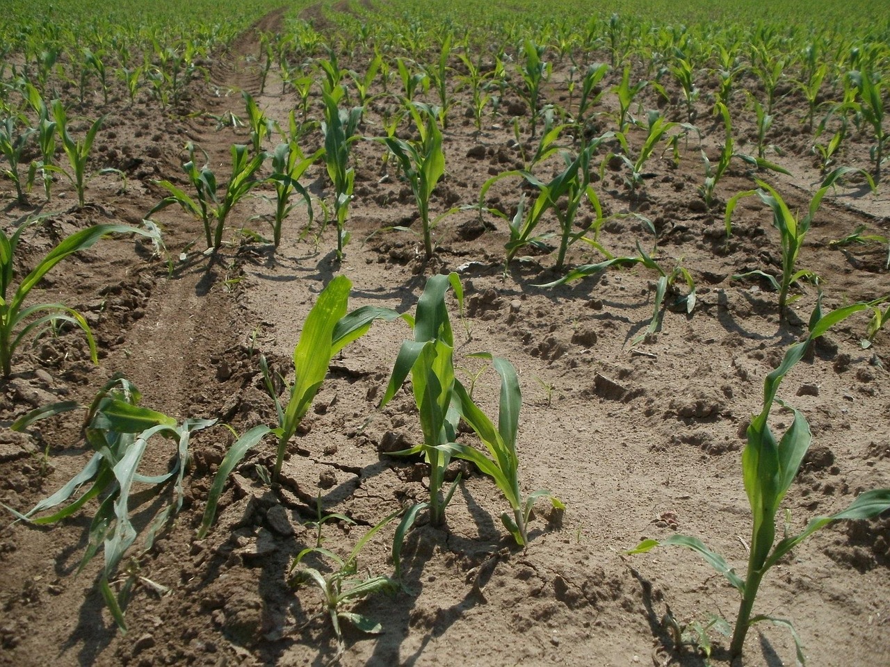 Maize farming sustains Lenca villages.