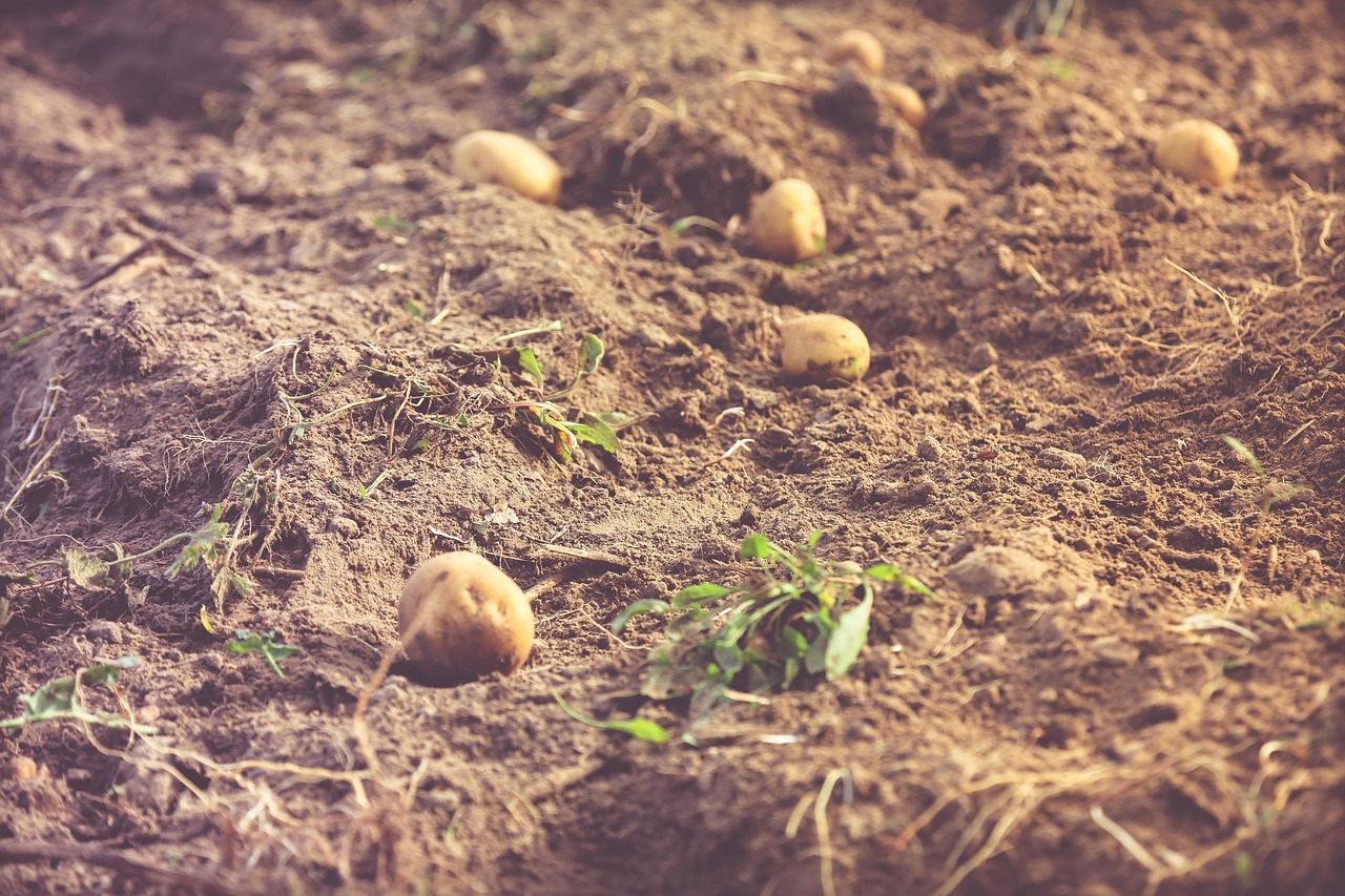 Freshly harvested potatoes from a highland field